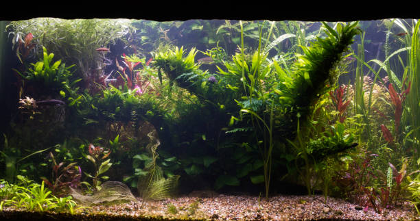 istock close up on green fresh water aquarium 879825758