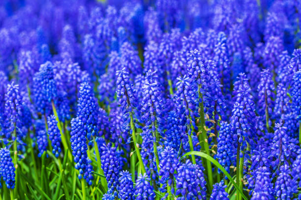istock Many muscari blue flowers in green 879831334
