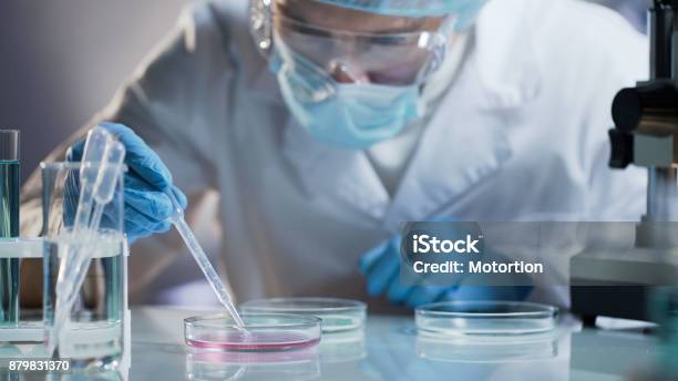 Scientist Carefully Carrying Matured Cell To Another Plate Conducting Research Stock Photo - Download Image Now