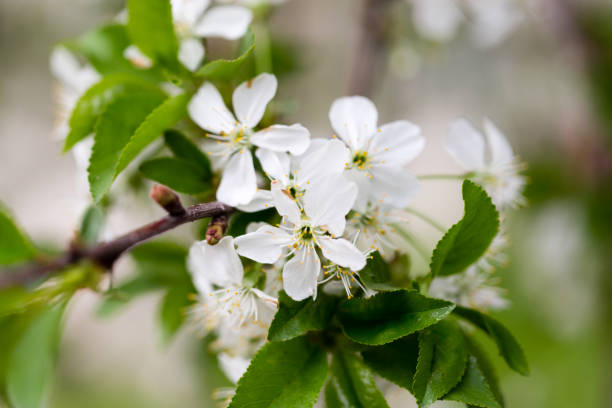 istock Beautiful flowers on a tree in the nature 879831574