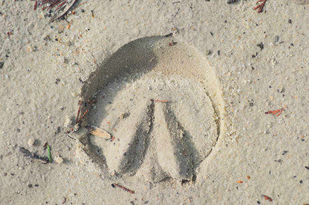 istock Horse shoes track 879832426