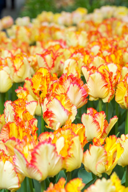istock Colorful tulip flower fields blooming in the garden 879836712