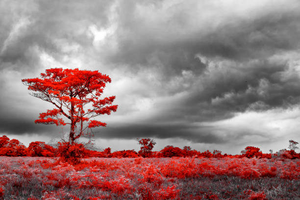 Infrared Photography, 590nm color, Converted Camera
