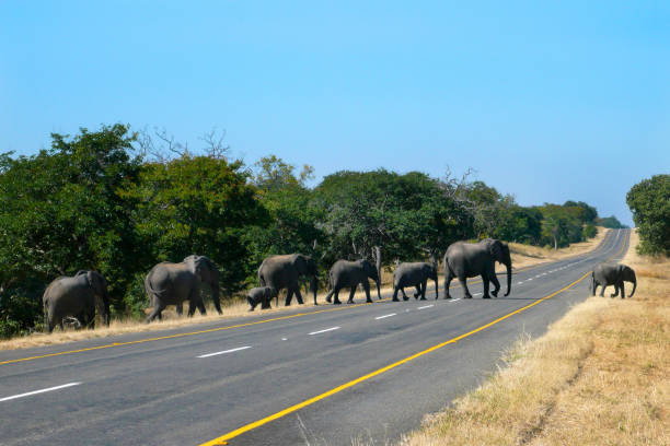istock African Elephants crossing a road - Zimbabwe 879837572