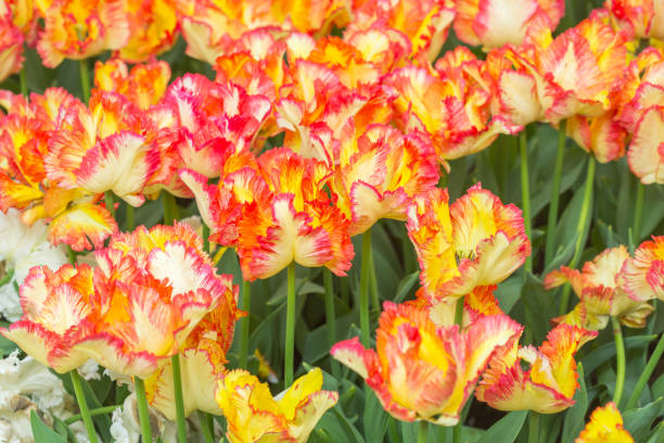 istock Colorful tulip flower fields blooming in the garden 879837618