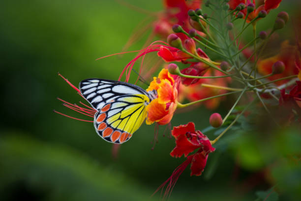 mariposa común de jezabel - lime butterfly fotografías e imágenes de stock