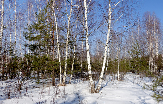 Sunny spring birch grove. Snow is melting . The beginning of spring