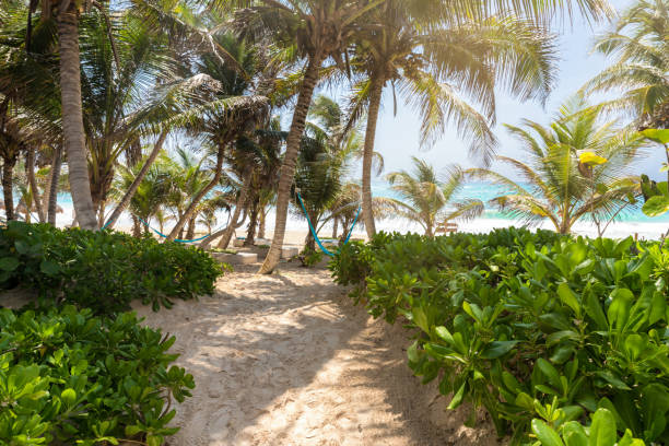 istock Sandy path to a caribbean beach, Tulum, Mexico 879848700
