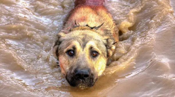 Photo of Burdur - Turkey. August 31, 2014.Shepherd's dog