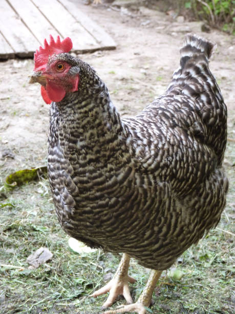 istock Speckled Hen Chicken on Farm 879879286