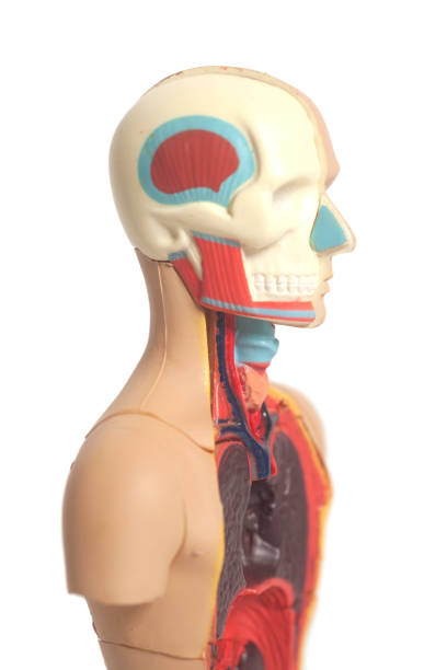 istock Human Body Anatomy Model 879881828