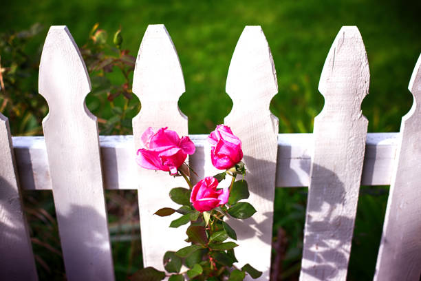 picchetto bianco recinzione e rose rosa - picket fence grass gardens nature foto e immagini stock