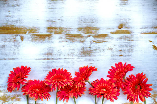 bunch of beautiful red flowers on a white vintage wooden background