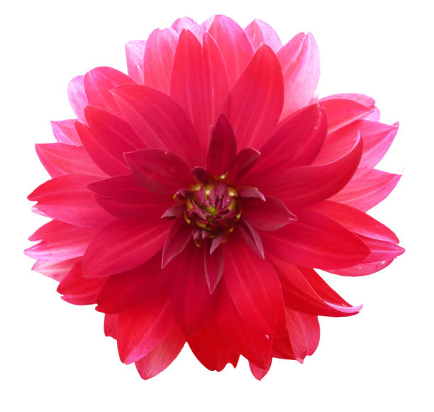 istock Pink Red Dahlia Flower Isolated 879887122
