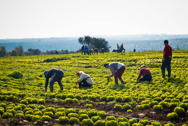 collection of salad with curly leaf. - farm worker imagens e fotografias de stock