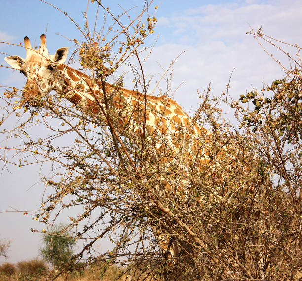510+ Giraffe Food Chain Stock Photos, Pictures & Royalty Biology Diagrams