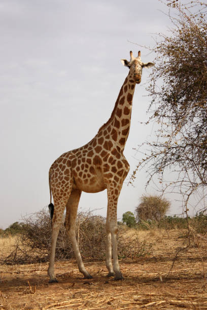 510+ Giraffe Food Chain Stock Photos, Pictures & Royalty Biology Diagrams