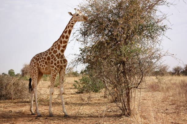 510+ Giraffe Food Chain Stock Photos, Pictures & Royalty Biology Diagrams