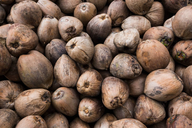 Numerous brown coconuts harvested and in a pile on a copra/cocount plantation on Karkar Island, Papua New Guinea