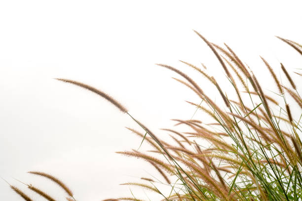 istock close up of grass flowers. 879909732
