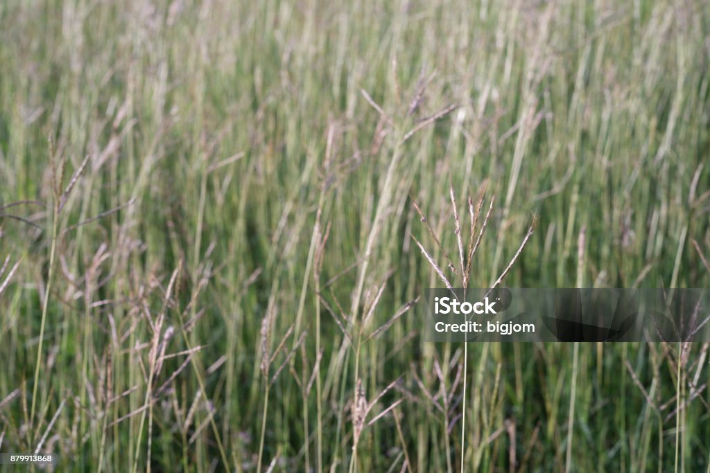 Field with a green grass Field with a green grass , Texture of a green grass. Above Stock Photo