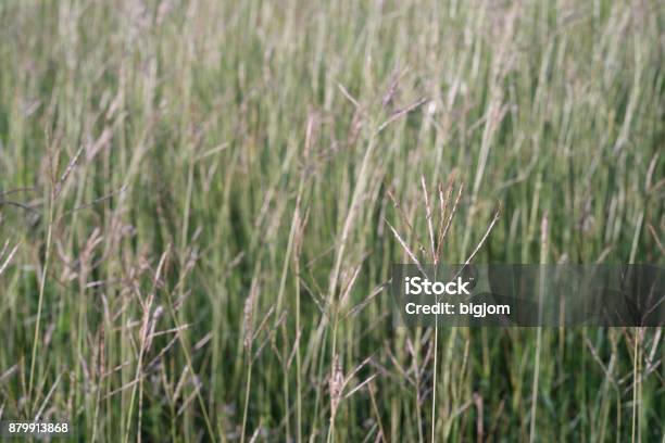 Field With A Green Grass Stock Photo - Download Image Now - Above, Agricultural Field, Agriculture