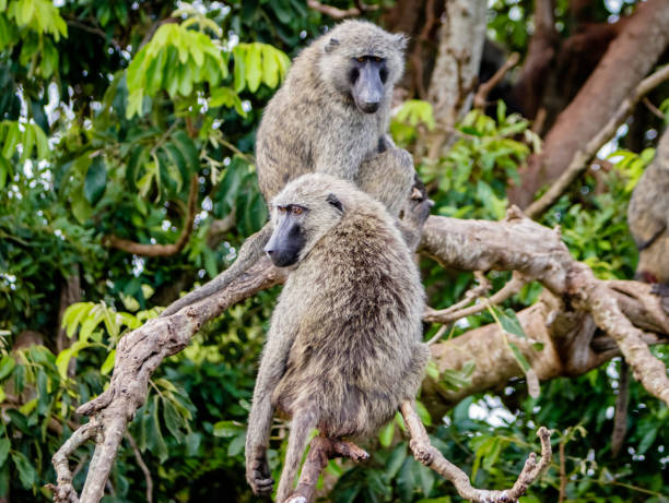 istock A group of baboons sitting in an acacia tree looking 879917036