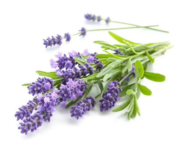 Bunch of Lavender flowers on a white background