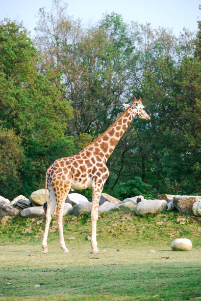 istock Giraffe in a park in Italy 879922382