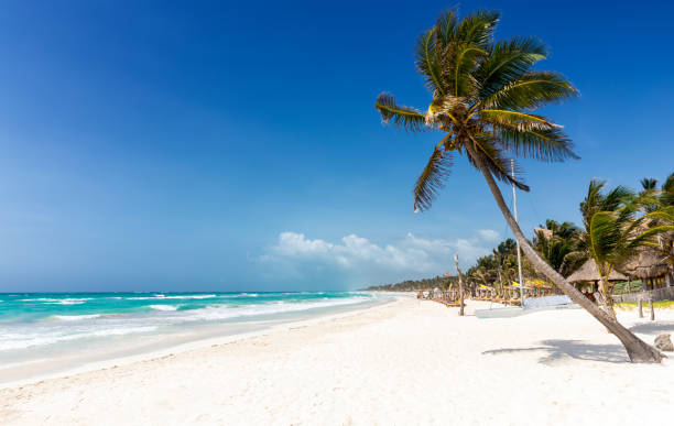 istock Caribbean paradise beach in Tulum 879922912