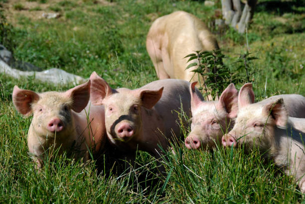 istock Free pigs in a green meadow 879927548