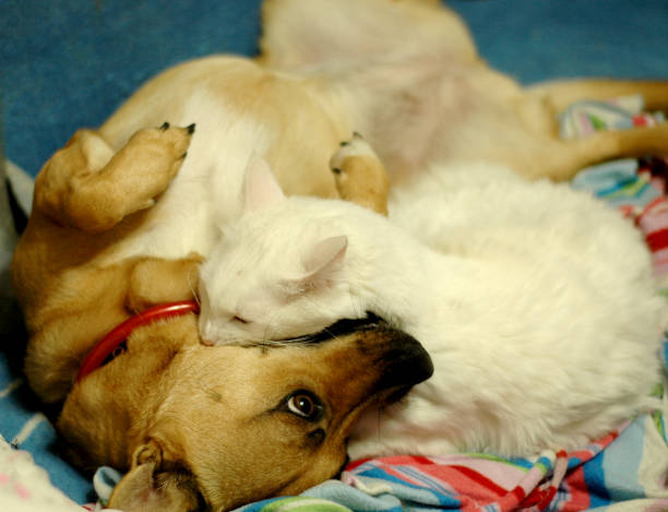 istock Pet. cat and dog lay in each other's arms 879931090