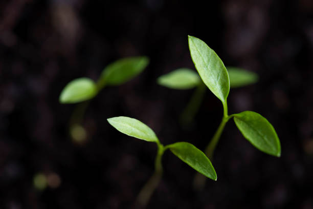 Green Sprouts Extreme closeup of green sprouts. soil health stock pictures, royalty-free photos & images