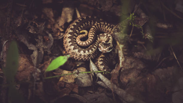 istock the viper curled in dry foliage 879934696