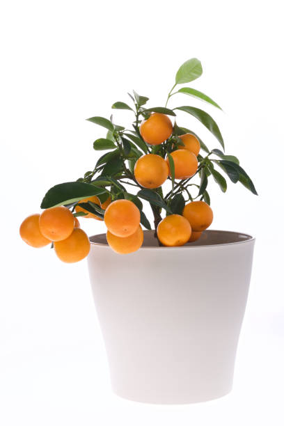 Orange tree in flower pot. Houseplant. stock photo