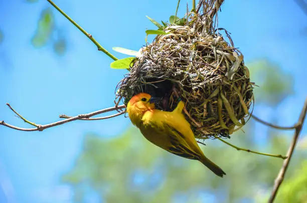 Bright yellow weaver bird in action building his nest.