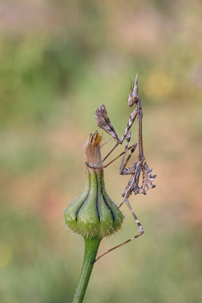 istock Empusa in a flower 879940090