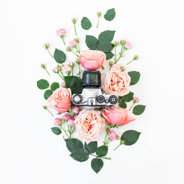 Old Camera. Pink roses. Flat lay, Top view