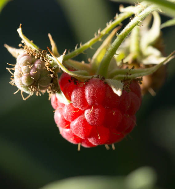 raspberry in nature. macro raspberry in nature. macro . In the park in nature the plantation course at kapalua stock pictures, royalty-free photos & images