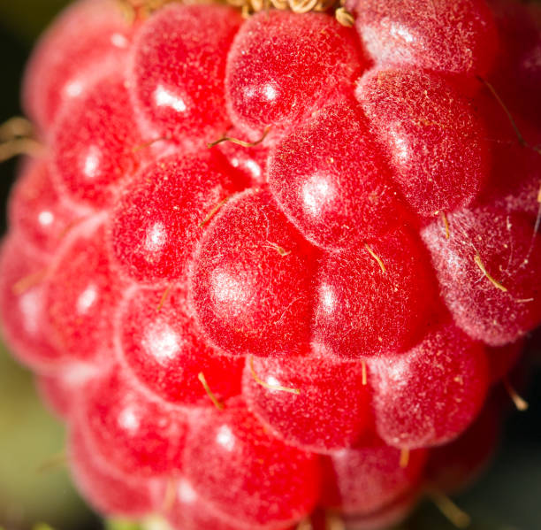 raspberry in nature. macro raspberry in nature. macro . In the park in nature the plantation course at kapalua stock pictures, royalty-free photos & images