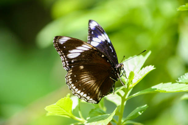 istock Closeup of one brown and white-striped butterfly 879943146