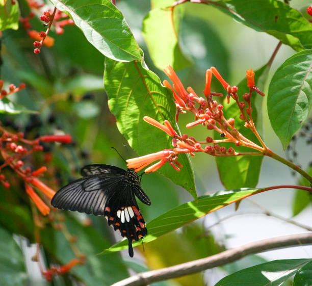 istock A red and black Swallowtail butterfly on an orange flower 879943170