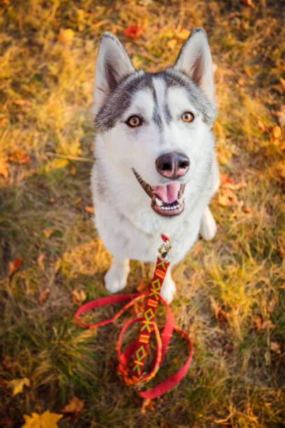 Happy Siberian Husky smiling into camera, close up view