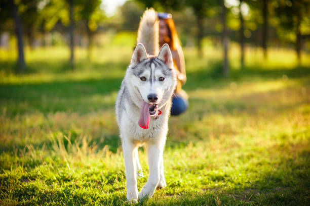 istock Siberian Husky walking in autumn forest 879943434