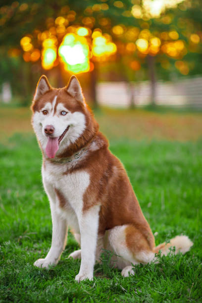 istock Siberian Husky face in the park 879943498