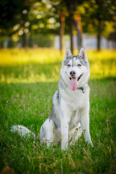 istock Dog. Siberian Husky. Autumn. 879943504