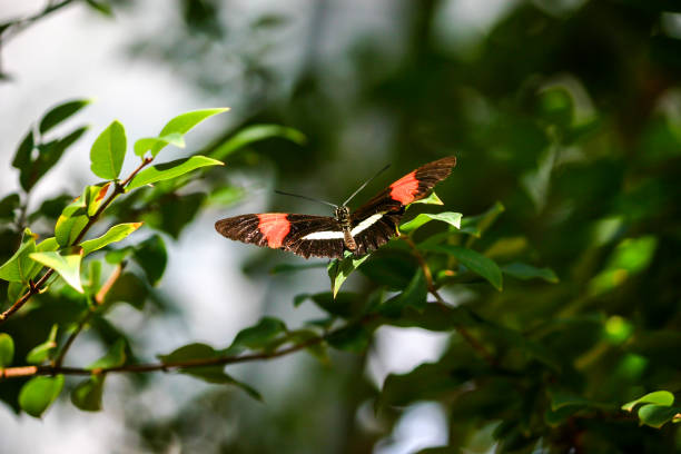 istock Looking down on single black butterfly with red stripes on wings 879943550