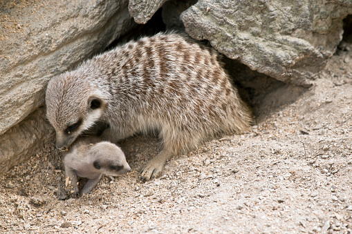 the mother meerkat is grooming the  baby meerkat
