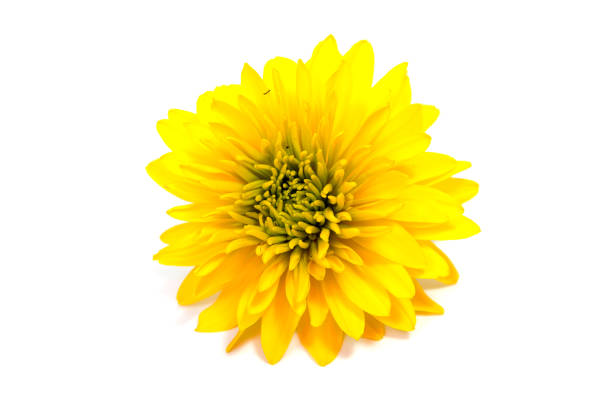 istock Colorful aster flowers isolated on white background 879950146