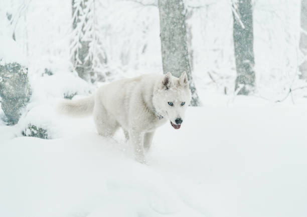 istock Husky dog walking in winter. 879951848
